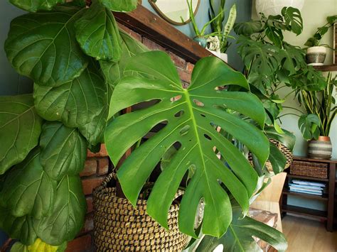 How to Get Rid of Fungus Gnats in Houseplants, Organically! ~ Homestead and Chill