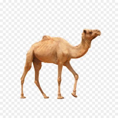 Camel Background PNG Image - Pngsource