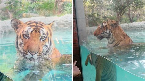 Amid heatwave, water crisis situation in Mumbai, here's how Byculla Zoo ...