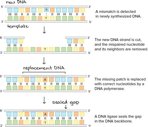 DNA Replication Strand 的图像结果