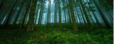 Forest Dual Monitor Wallpaper by Dual Monitor Forest Wallpapers Hd Backgrounds Forest Dual Monitor Wallpaper