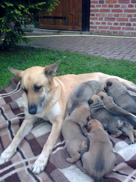 belgischer Schäferhund Labradorwelpen in Lentzke (bei Fehrbellin ...