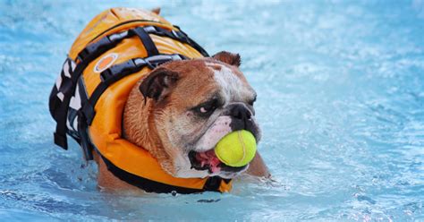 Image result for Dogs Swim Compilation