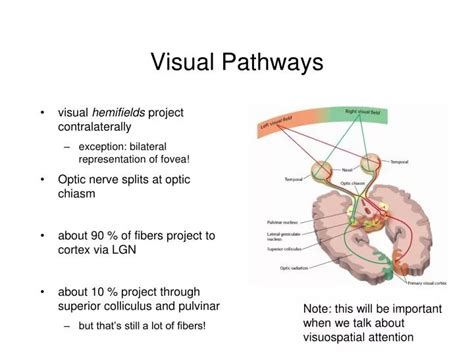 Visual and Auditory Pathways 的图像结果