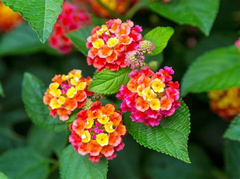 Caring For Lantana Plants: Growing And Care Of Lantanas