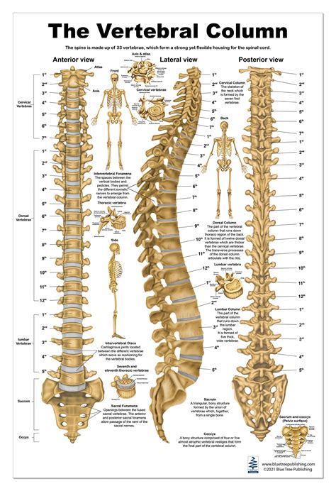 Middle Back 的图像结果