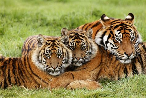 Are They Endangered Tiger