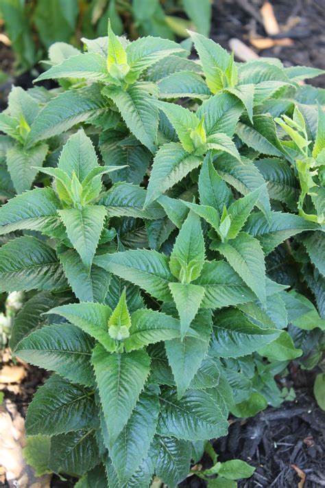 Bee balm leaves - idealomi