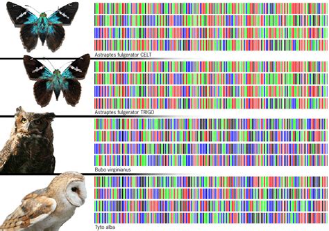 Image result for DNA Barcoding System