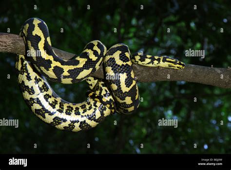 Diamond Python vs Carpet Python 的图像结果