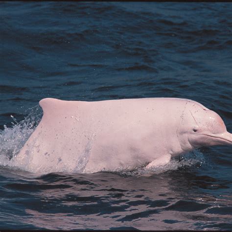 中華白海豚（鯨目海豚科動物）_百度百科