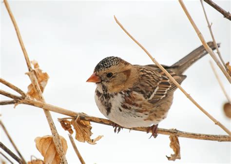 23 Species Of Sparrows In Oregon (ID And Song Guide)