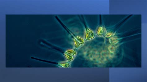Phytoplankton