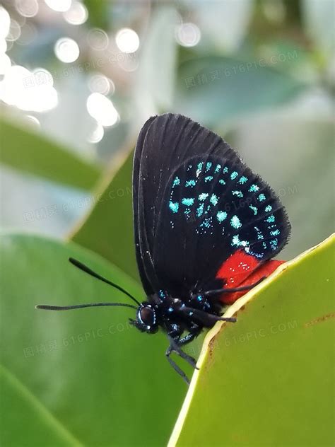 很大的黑蝴蝶是什么品种 - 说植物
