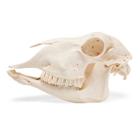 Domestic Sheep Skull (Ovis aries), Female, Specimen - 1021028 ...