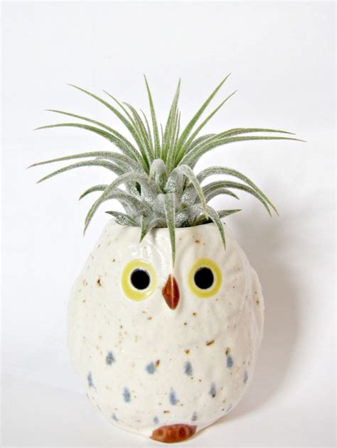 Air Plant Display Ideas 的图像结果