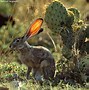 Image result for Types of Hares