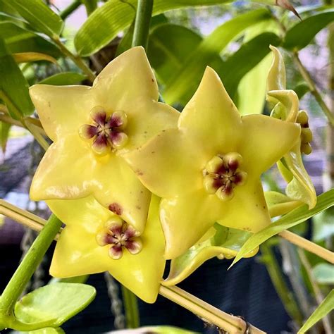 Hoya Ruthie Yellow Plant | myBageecha