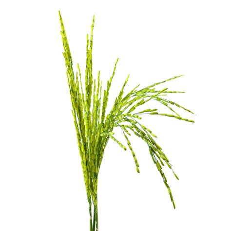 Dhan Images - Free Download on Freepik