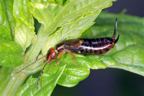 How to Identify and Get Rid of Earwigs - Birds and Blooms