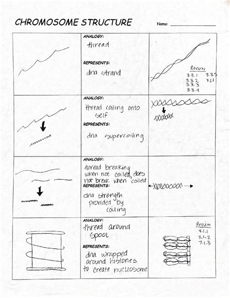 Chromosome sock analogy - CHROMOSOME STRUCTURE Name: ANALOGY: thread ...