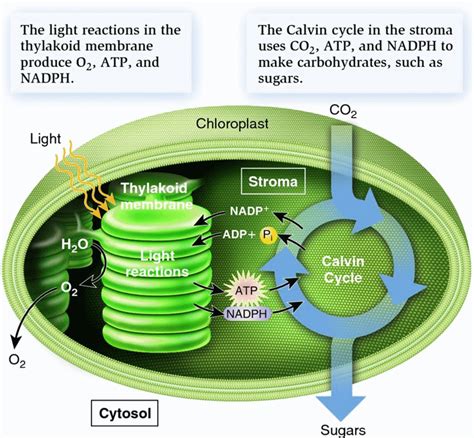 What Does the Stroma Do in a Plant Cell? - Food Stamps