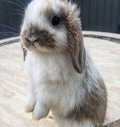 Image result for baby holland lop bunnies breeds