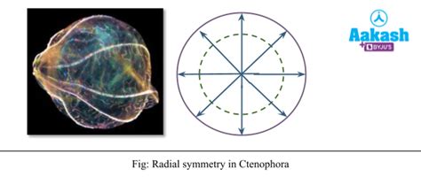 Phylum Ctenophora: Characteristics, Examples & Classification | AESL