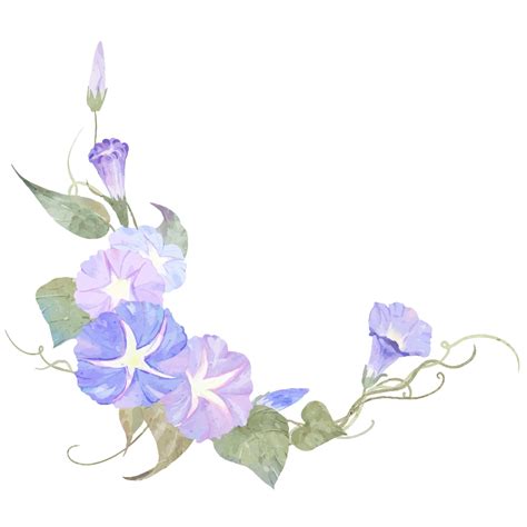 Watercolor violet morning glory flowers illustration design element ...
