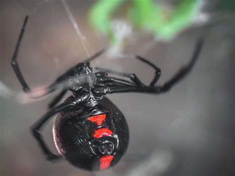Northern Black Widow Spider