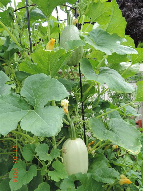 Spaghetti Squash: A Versatile Vegetable for Your Garden