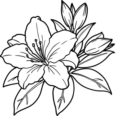 Premium Vector | Azalea flower outline illustration coloring book page ...
