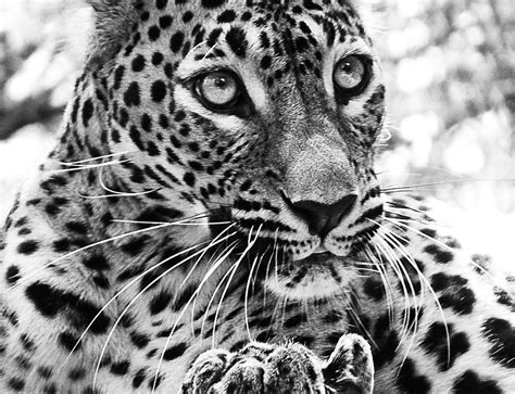 Gambar Hewan Jaguar Hitam - Gambar Keren Hits