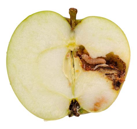 Sympatric Speciation Apple Maggot Fly