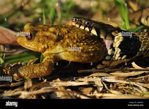 Image result for Snake Eating a Toad