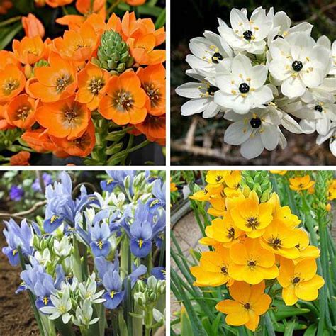 Buy Chincherinchee Praxis (Random Color) - Bulbs (set of 5) online from ...