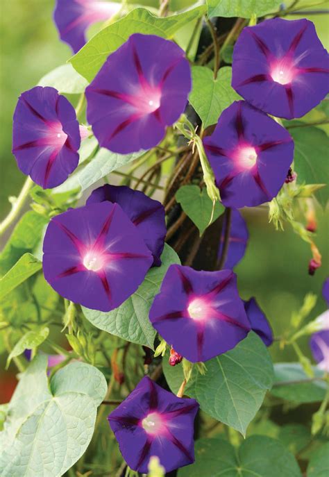This week... Morning glories | Amateur Gardening - gardening - Read ...