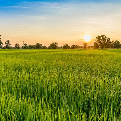 Buy High-Quality Improved Rice Seeds Online | Panseeds