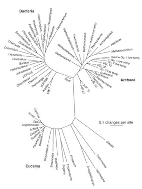 Tree of Life 的图像结果