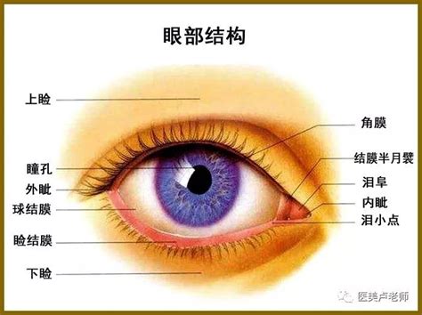 郑州外国语学校国际班2023年招生简章