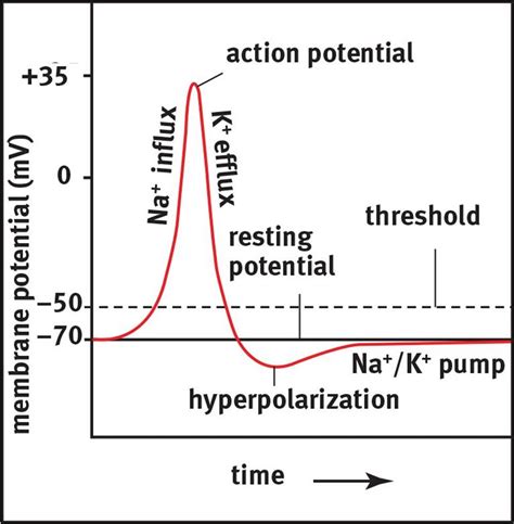 Image result for Action Potential