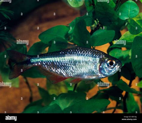 Buenos Aires Tetra Stock Photo - Alamy