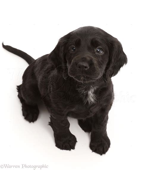 Cocker Spaniel Puppies Black