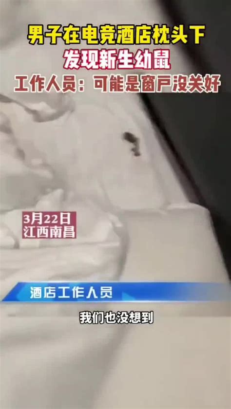 男子在电竞酒店枕头下发现新生幼鼠，工作人员：可能是窗户没关好|南昌市_新浪新闻