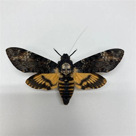 Deaths Head Moth