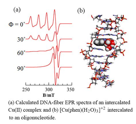 Interaction of DNA with Simple and Mixed Ligand Copper(II) Complexes of ...