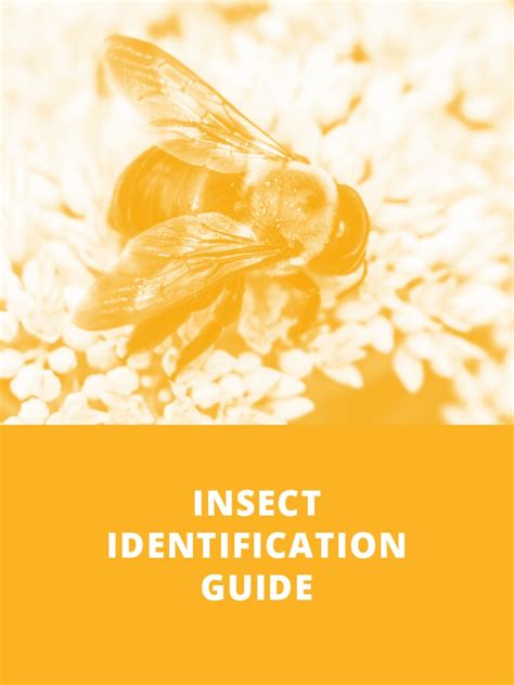 Image result for Insect Guide