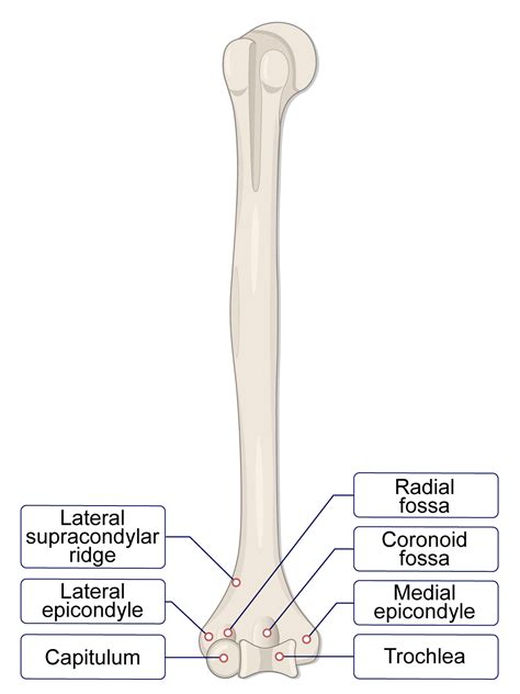 Humerus Bone Quizzes – Human Bio Media
