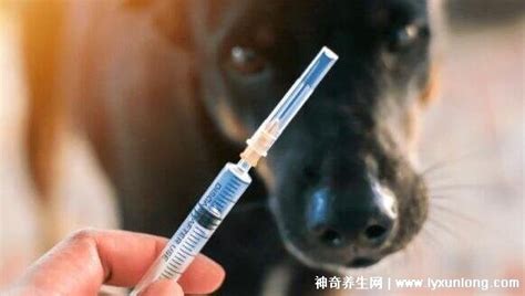 被猫狗伤到什么程度需要打疫苗？没有明显伤口更要谨慎对待_发病