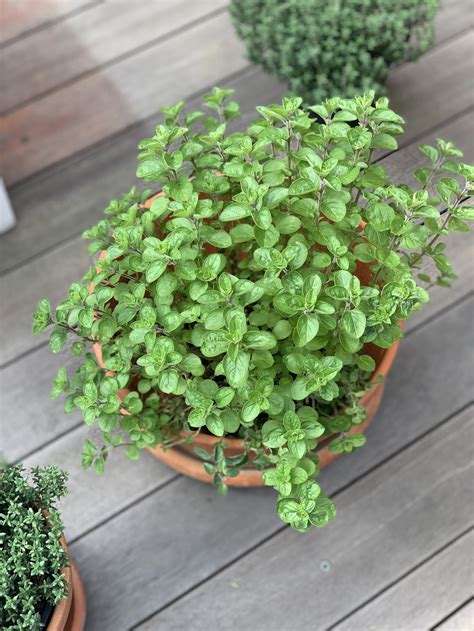 Growing Oregano in a Pot: A Simple Guide — Meadowlark Journal